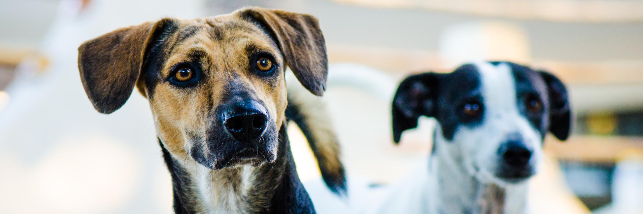 AccionAnimalRM's profile banner image
