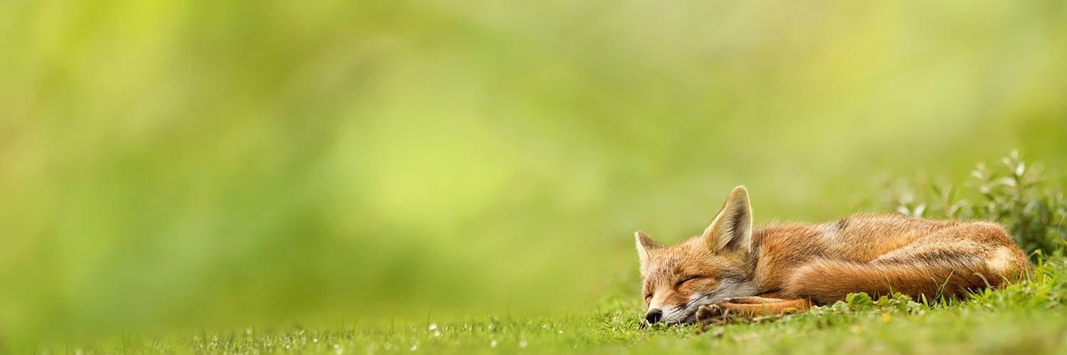 dannifoxyfox's profile banner image