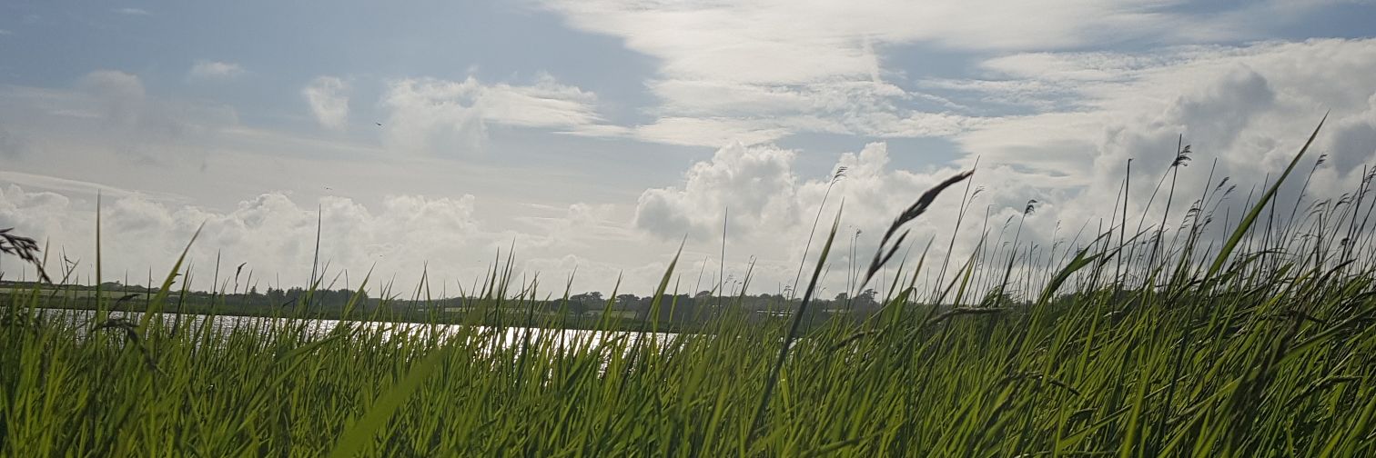 wds_foundation's profile banner image