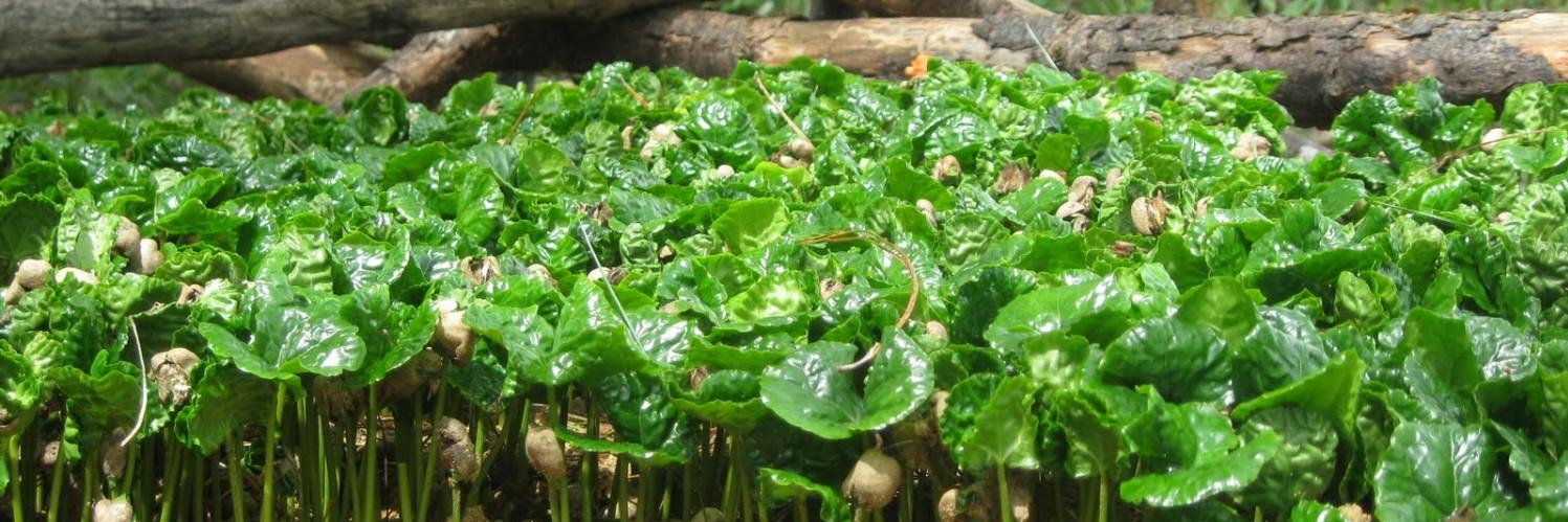 Paradigm Coffee banner