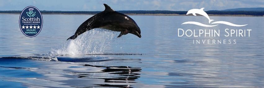 Dolphin Spirit banner