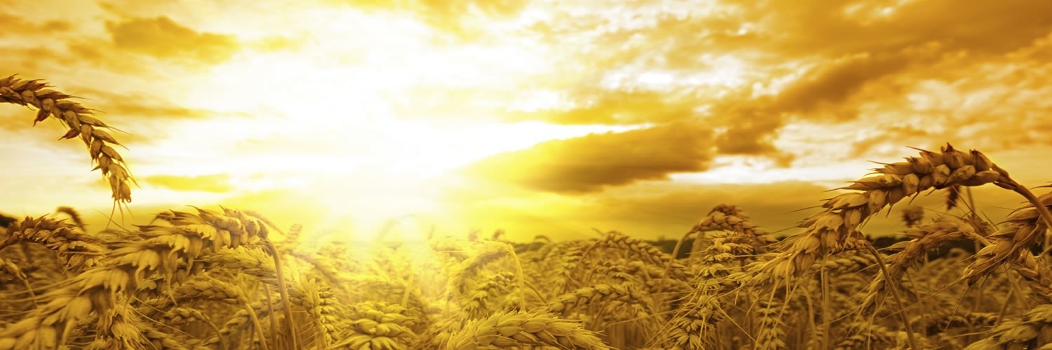 GraceMJTN's profile banner image
