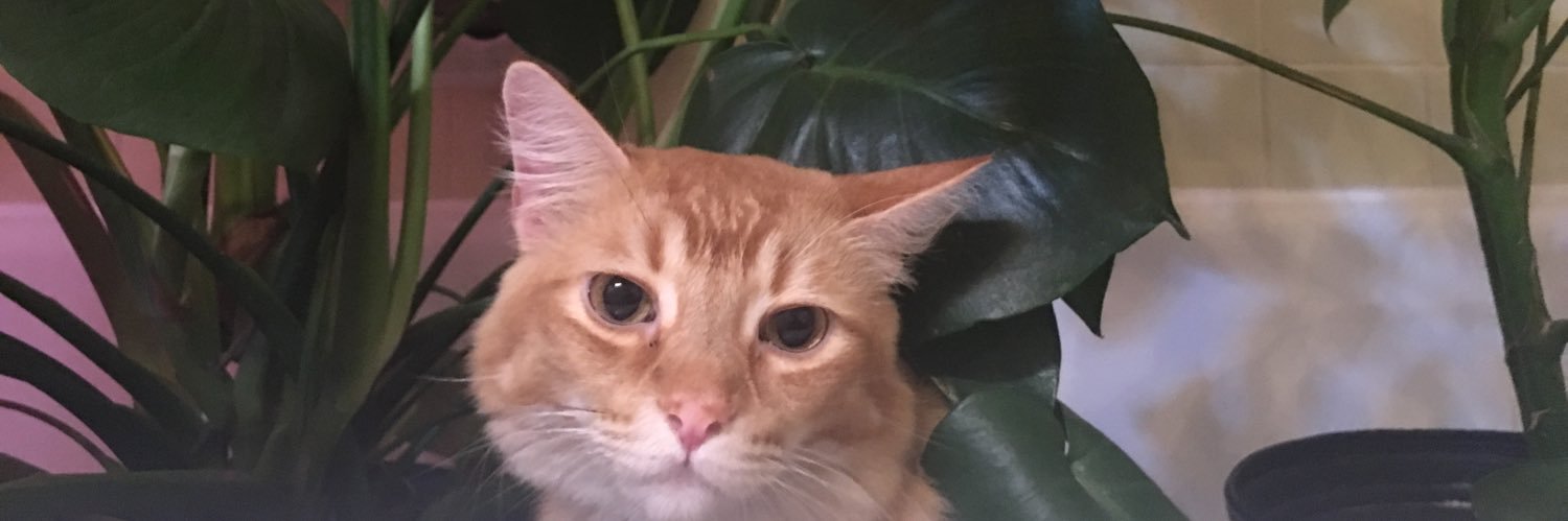 Rebecca Schuetz banner