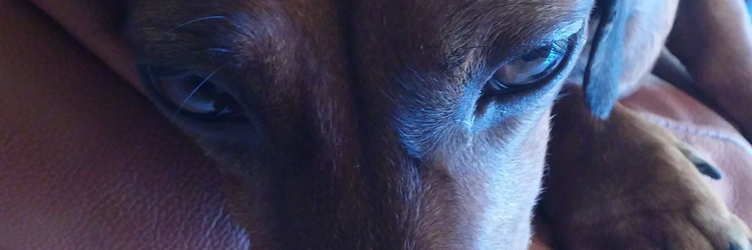SS_maro's profile banner image