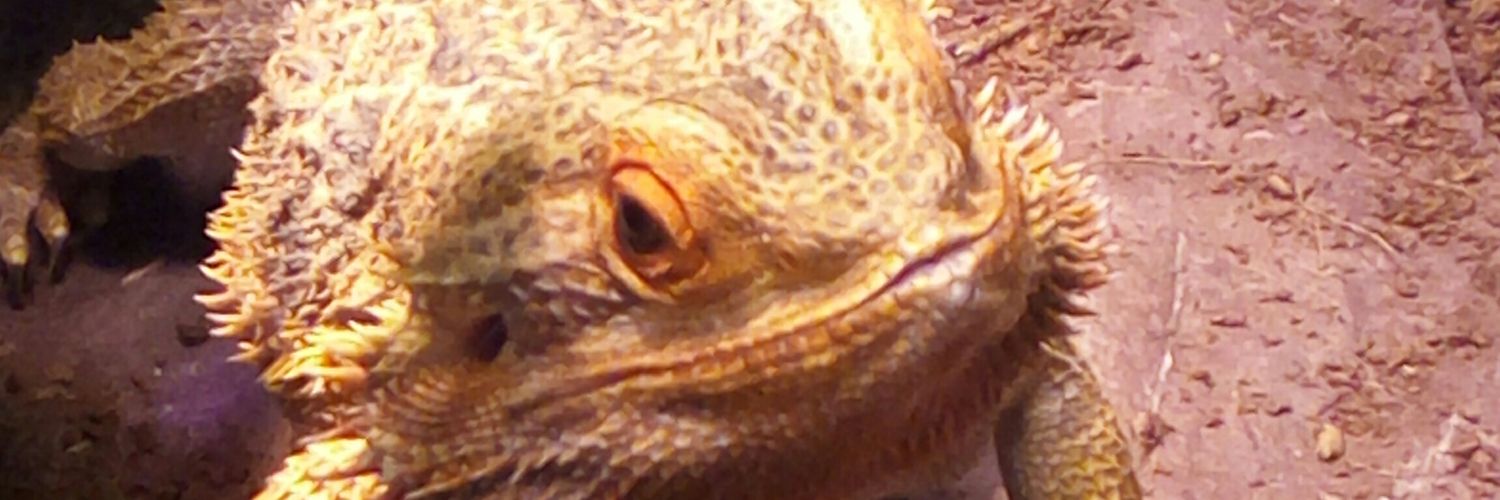 Epicus_Tutucus's profile banner image