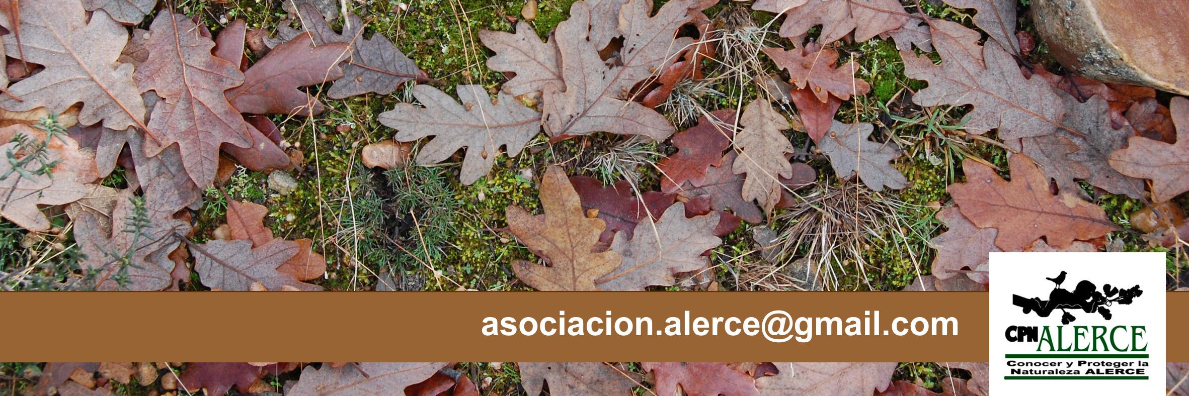 CPN_Alerce's profile banner image
