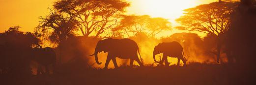 saveelephantss's profile banner image
