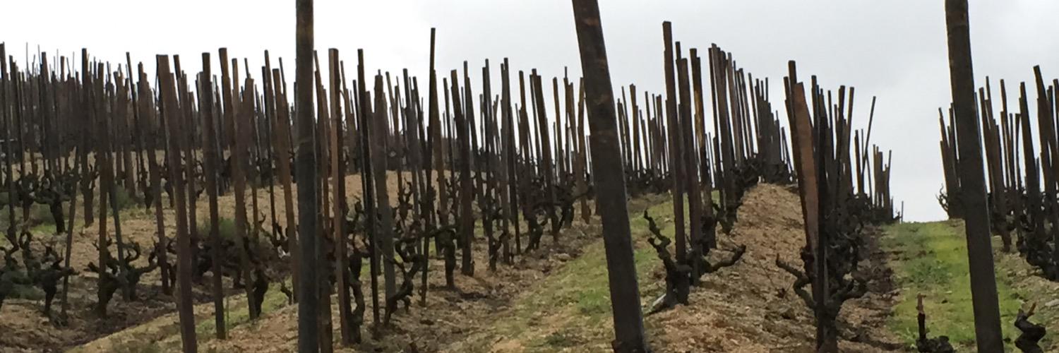 Massimo Giudici banner