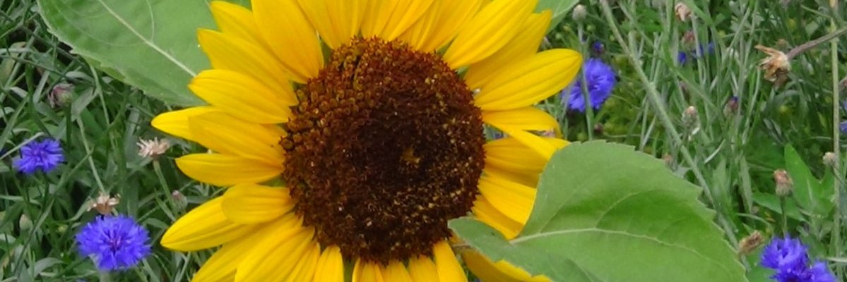 Feldomma @feldomma@mastodon.social banner