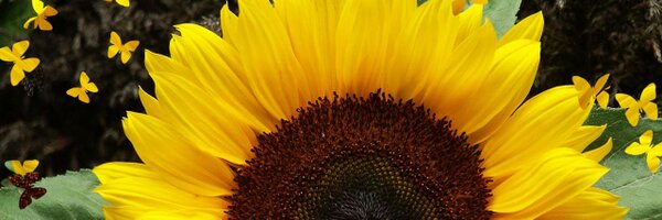 visitperth Profile Banner