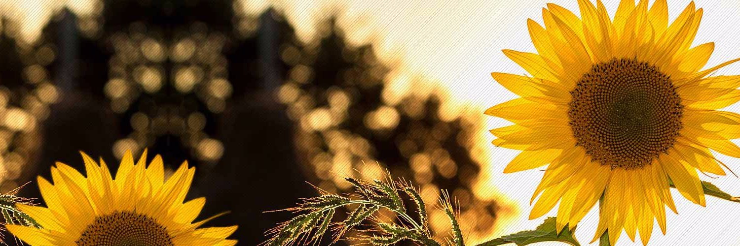 ligiarivas65's profile banner image