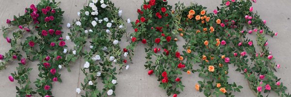 frederic_zhang Profile Banner