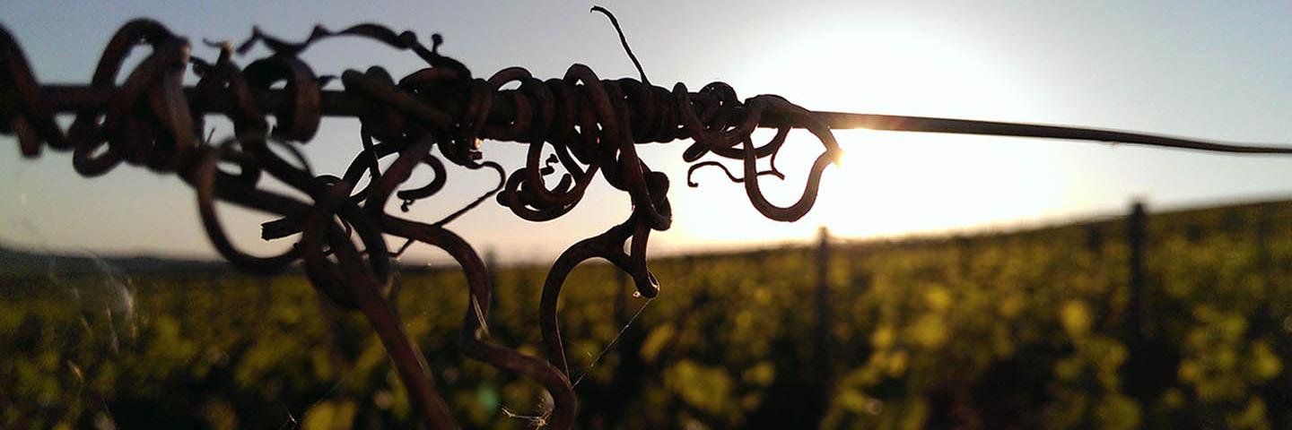 Blog Du Champagne banner