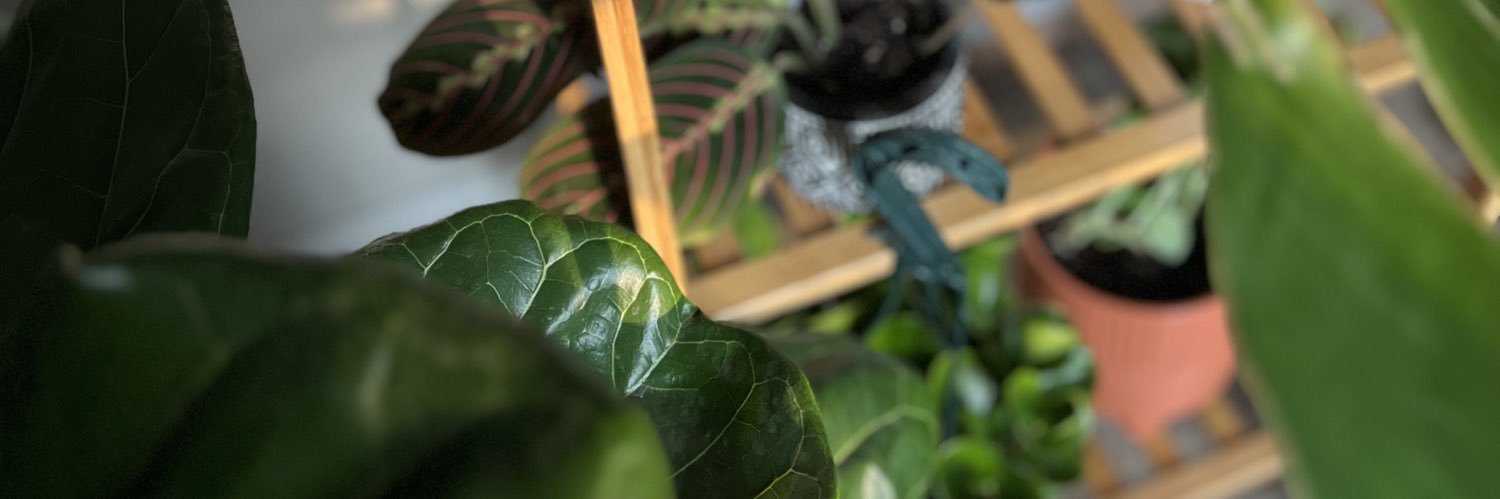 Katezoexo's profile banner image