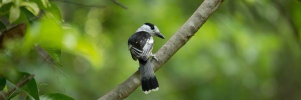 phylodiversity Profile Banner