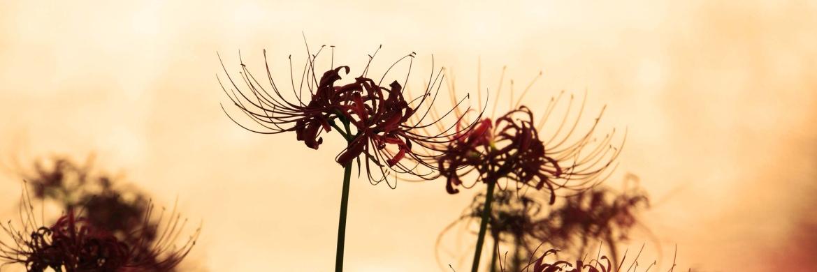 lycoris5513's profile banner image