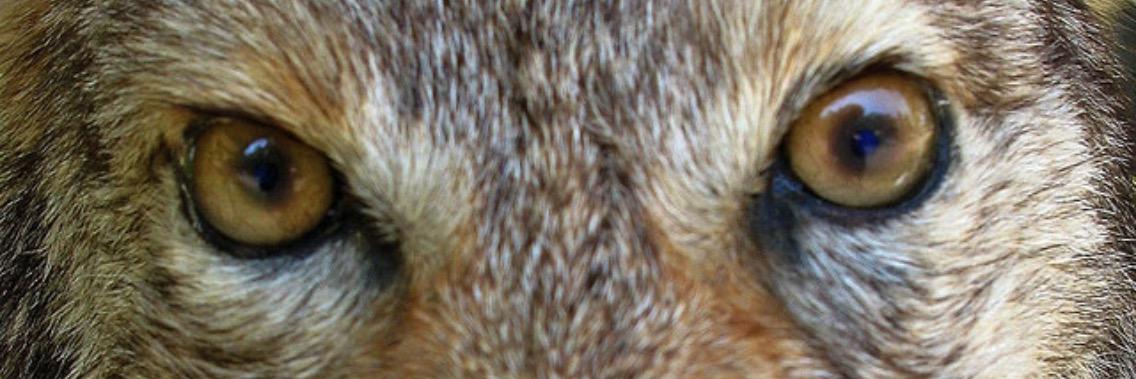 YellowEyedDogs's profile banner image