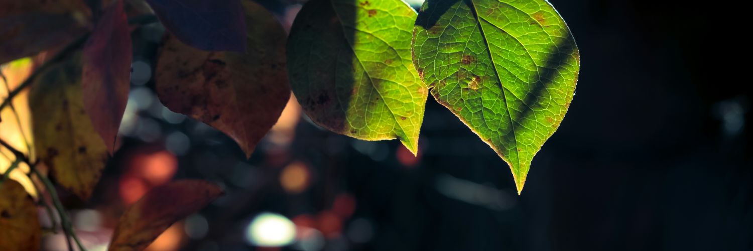 it115462's profile banner image