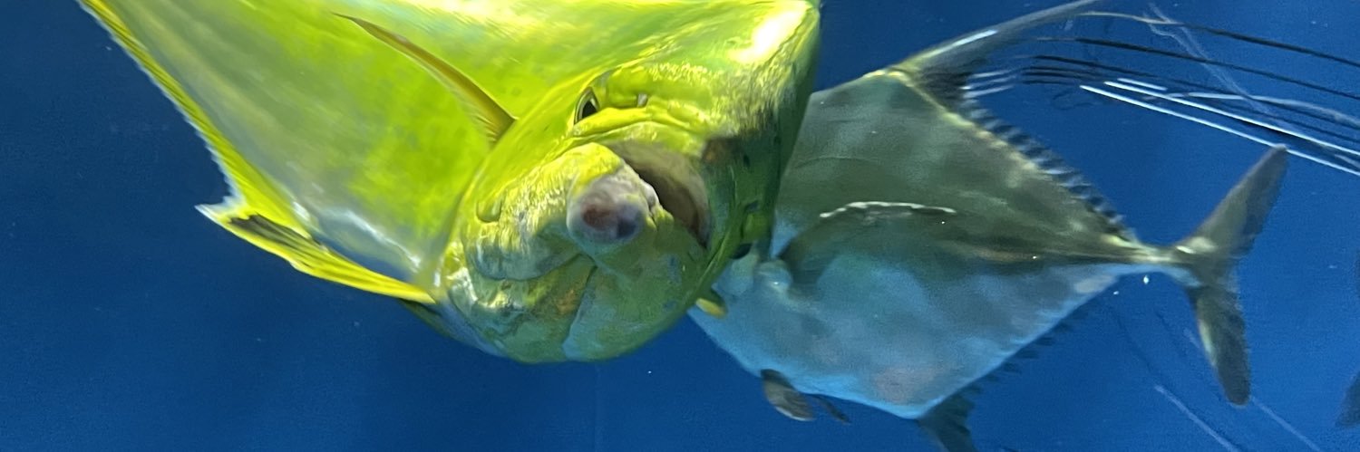 rumblefish_ruby's profile banner image