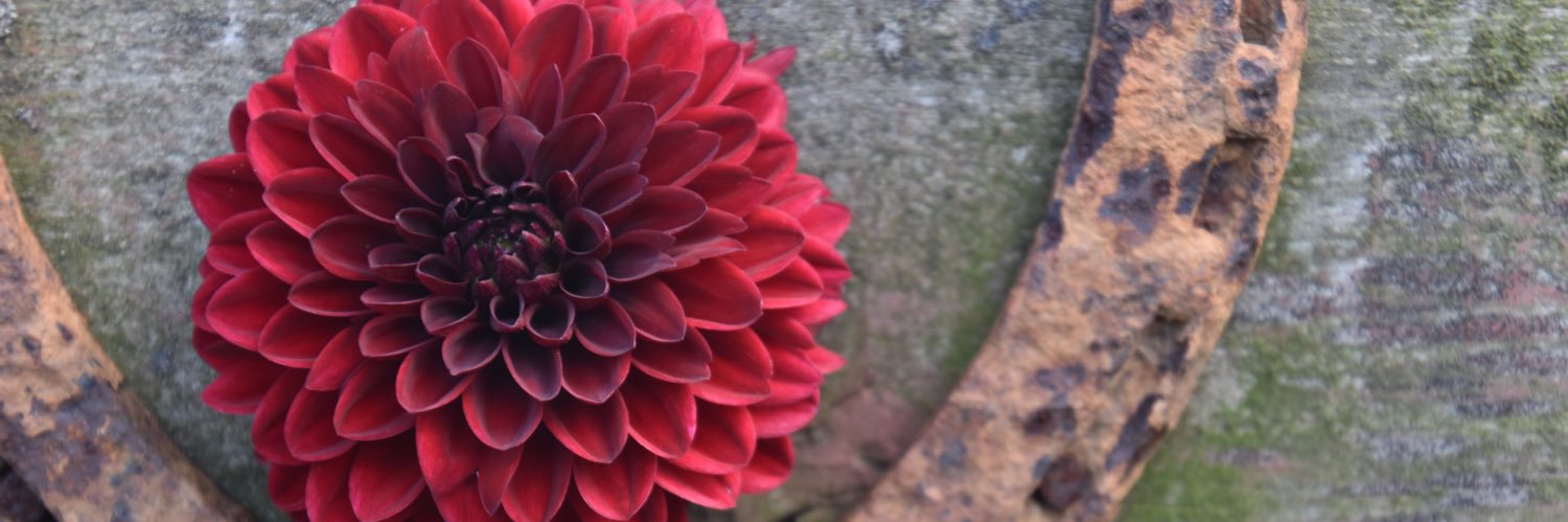 Virginia Janssen banner