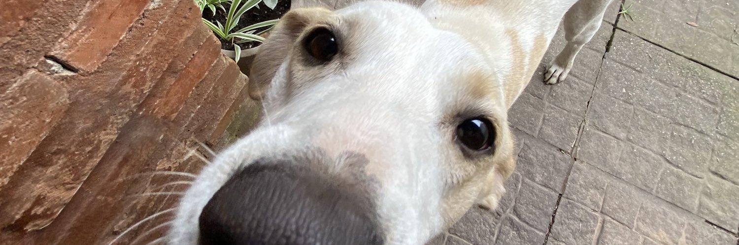 tomasgallardo_'s profile banner image