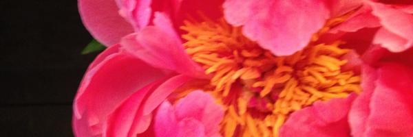 libby Profile Banner