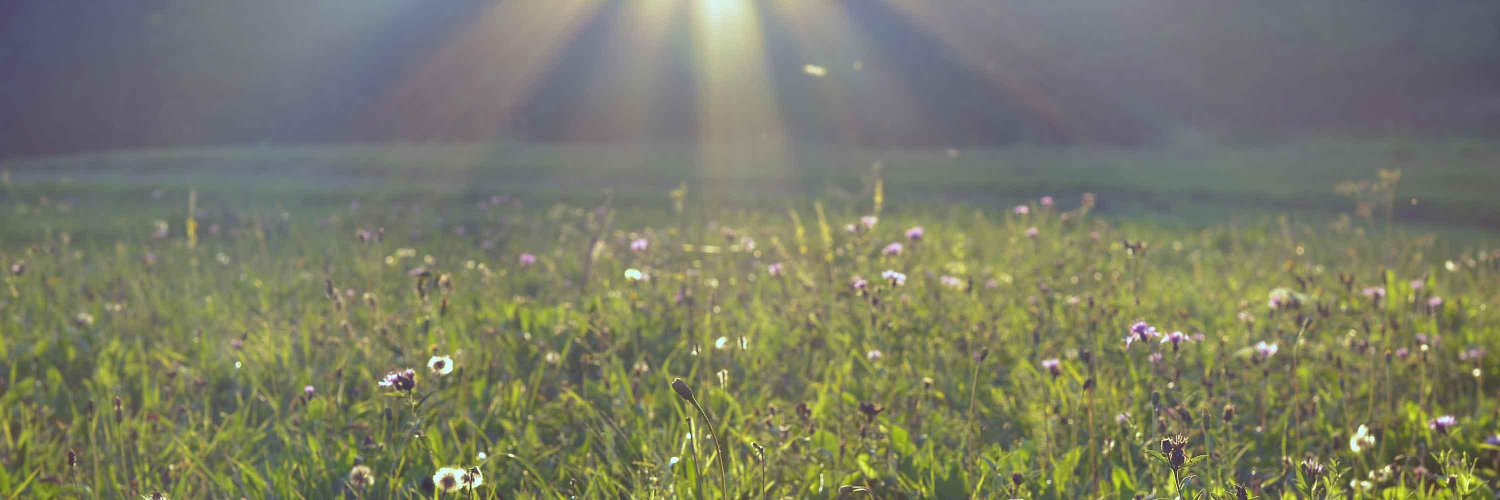 Alf_App's profile banner image