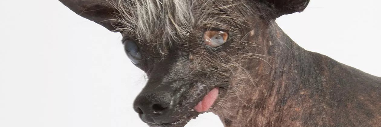 DricusLeftEar's profile banner image