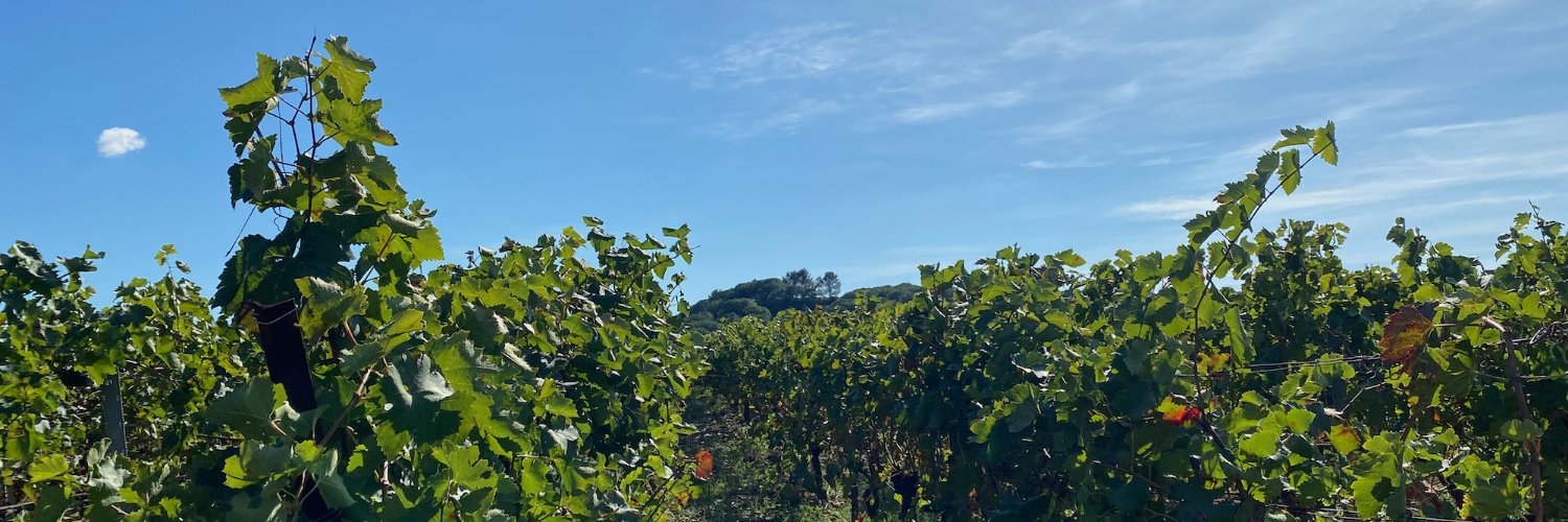 Olivier Bompas banner