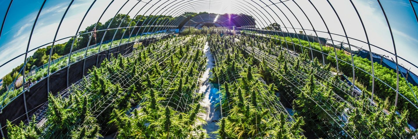 HighFiveFarms's profile banner image