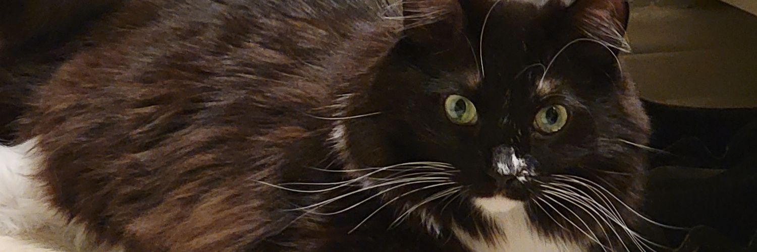 Julie Christman 🇨🇱😺🐈‍⬛️🐾 banner