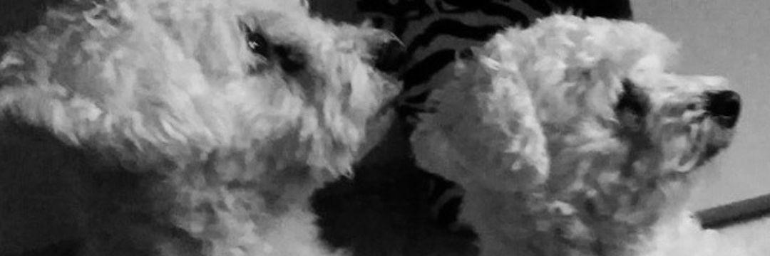 bbojanss's profile banner image