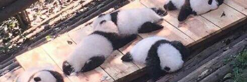 RoleModel_Panda's profile banner image