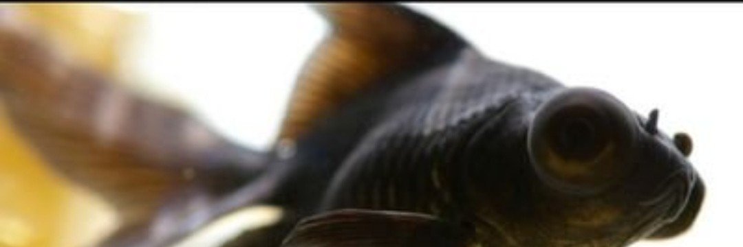 demeking__'s profile banner image