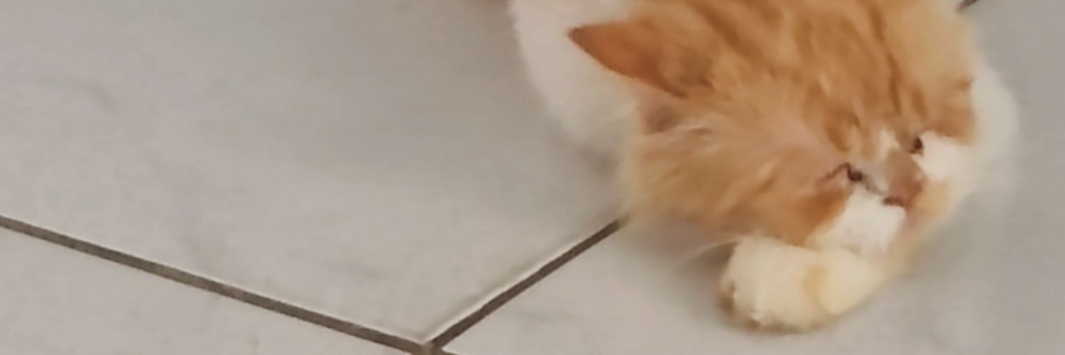 Netoi_oi's profile banner image