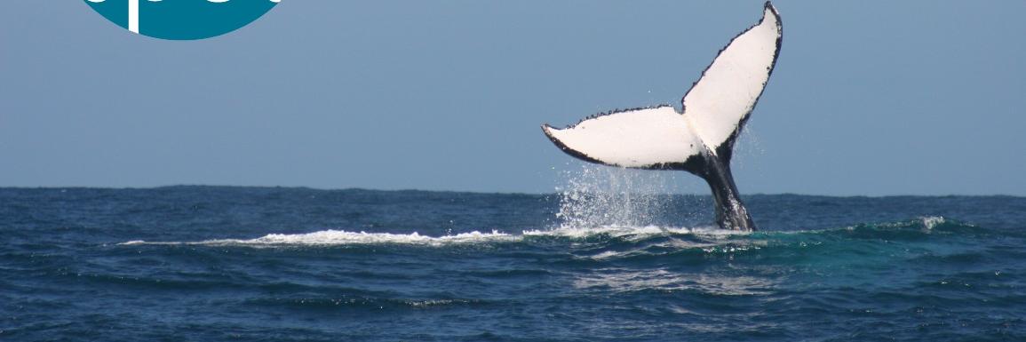 PlettHopeSpot's profile banner image