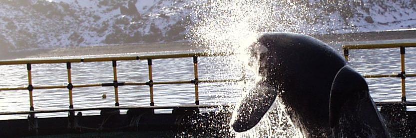 Endcaptivitynow banner