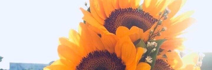 candydvivas's profile banner image
