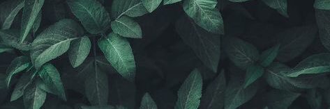 Apscnz's profile banner image