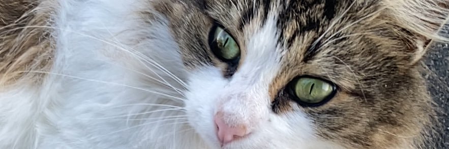 dejolander's profile banner image