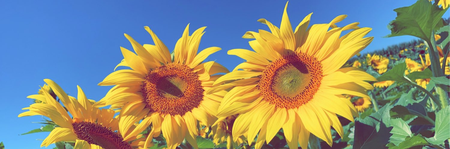 39_everhart's profile banner image