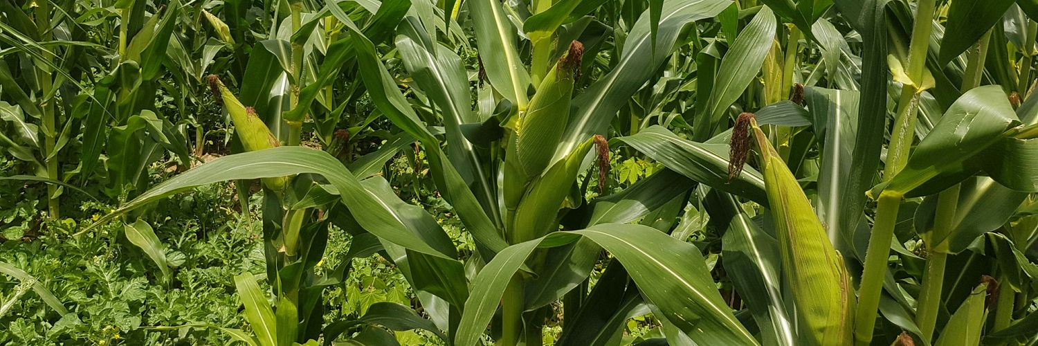 ICTin Agriculture banner