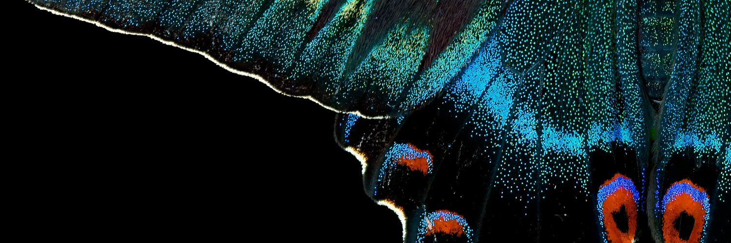 FUMIHIKO HIRAI🐝KADOKAWAすごすぎる図鑑昆虫/TokyoBugBoys banner