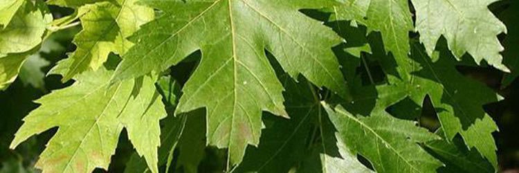 platanus12's profile banner image