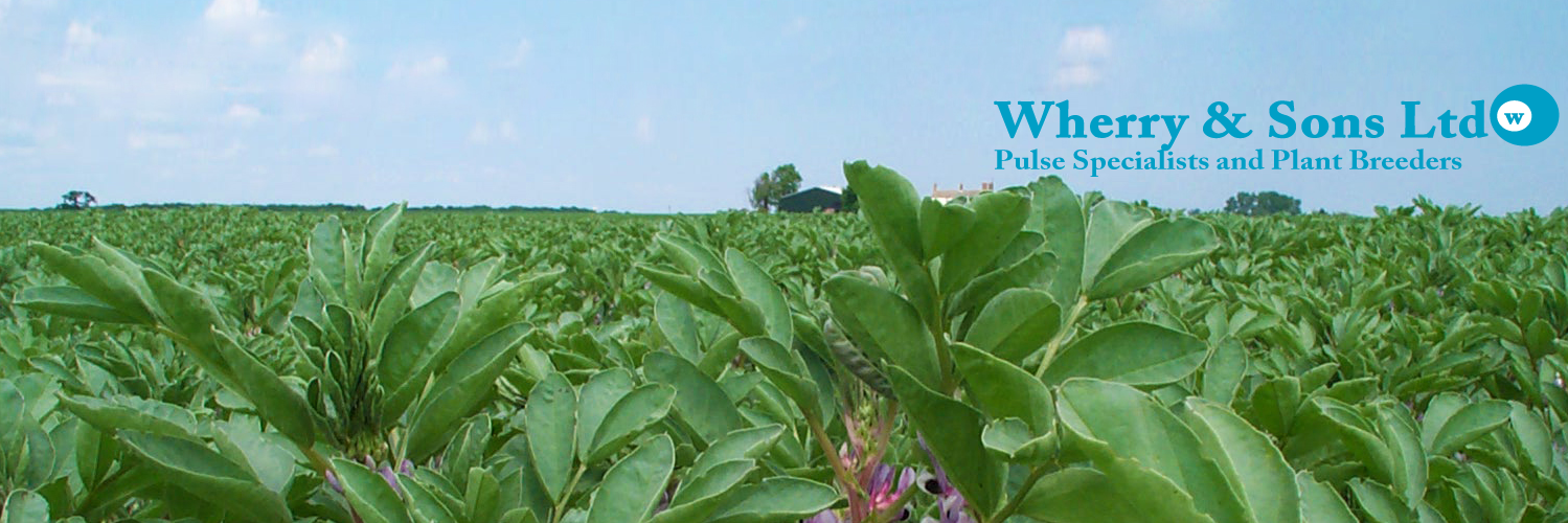 Wherry Pulses banner