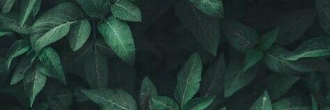 SiriwanBean's profile banner image