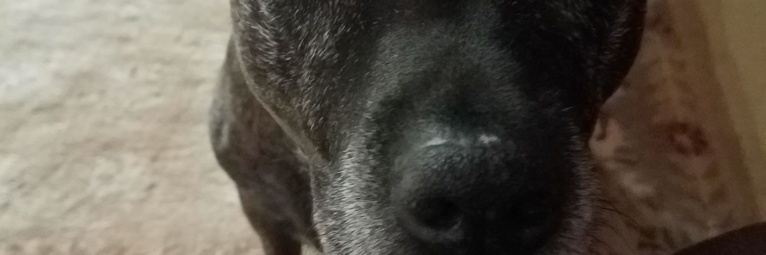 rockk jaxxson banner