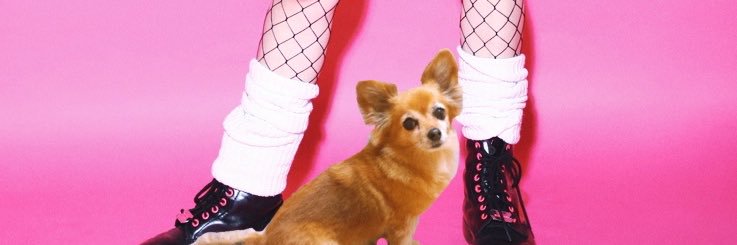 しばくぞ零ちゃん🐶ナックルチワワ banner