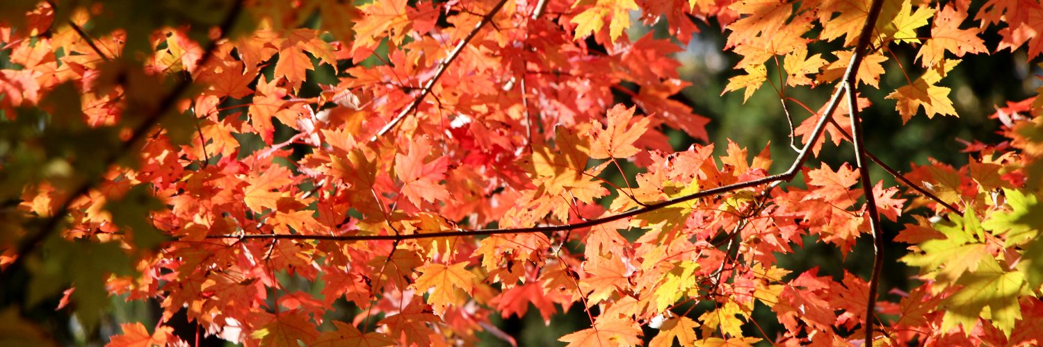 anne_loeffler's profile banner image