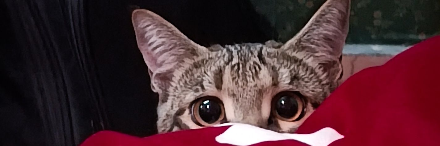 لا مینور banner